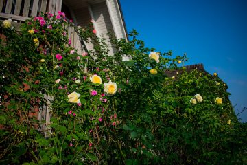 Rosen im Abnehmurlaub